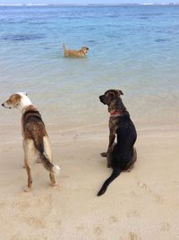 Dogs on beach