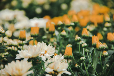 Close-up of yellow flowering plants on field