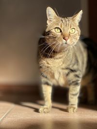 Close-up portrait of a cat