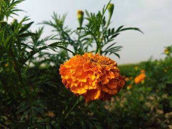 Close-up of orange marigold flower