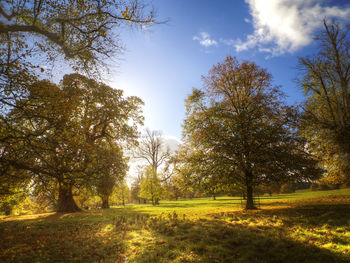 Trees on landscape against sky