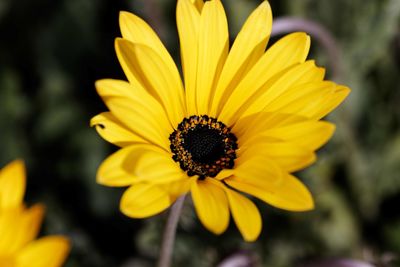 Close-up of yellow flower