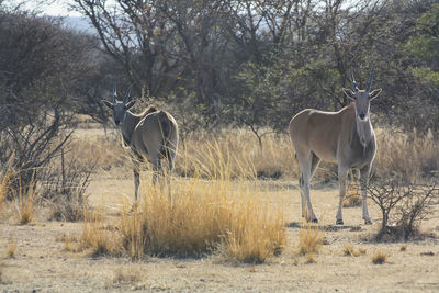 Common eland in south africa