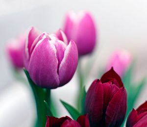 Close-up of pink tulips