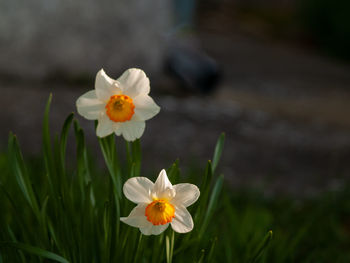 Close-up of white flower in field