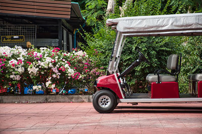 View of red flowering plants in yard