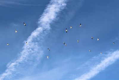 Low angle view of seagulls flying in sky