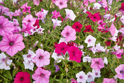 High angle view of pink flowering plants on field