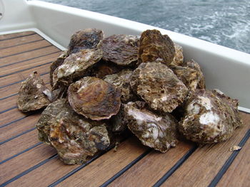 Oysters onboard