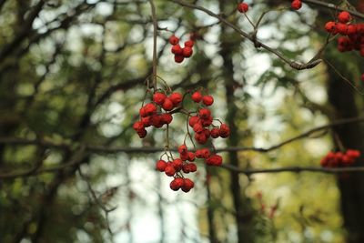 Low angle view of red berries on tree