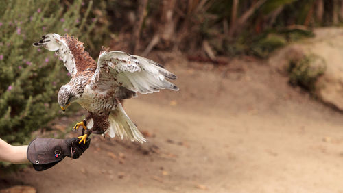 Close-up of ferruginous hawk perching on hand 