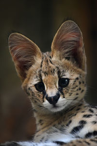 Close-up portrait of cat