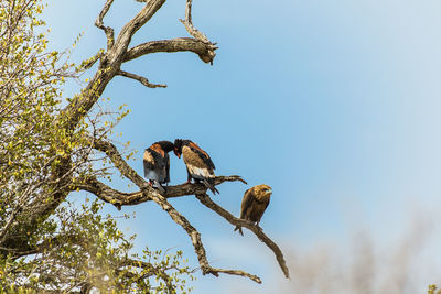 Low angle view of bird perching on a tree