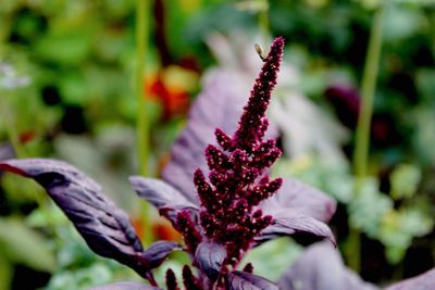 Close-up of purple flowers
