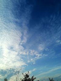 Low angle view of trees against blue sky