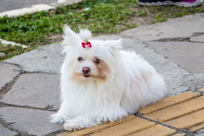 High angle view of white dog on footpath