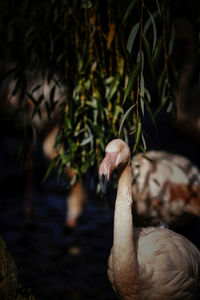 Bavarian wildlife.