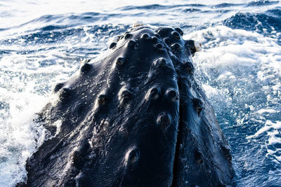 Close-up of horse in sea