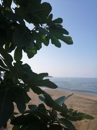 Plant growing on beach against clear sky