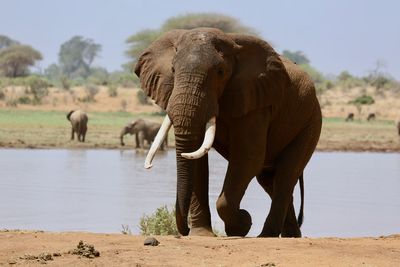 Elephant standing on landscape against clear sky