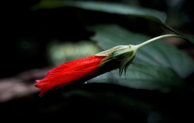 Close-up of red flower