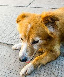 Close-up of dog lying on floor