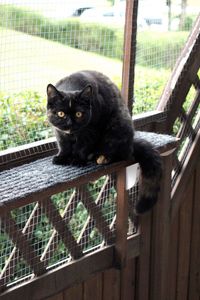 Portrait of black cat in cage