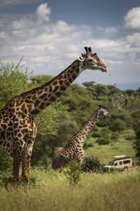 Giraffes on a field