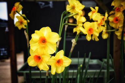 Close-up of yellow flowers blooming outdoors