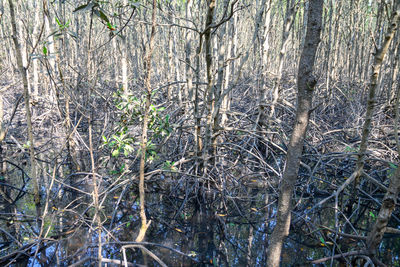 View of bare trees in forest