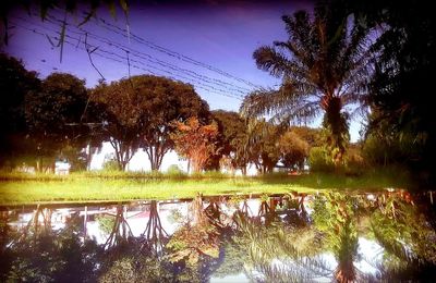 Trees by lake against sky