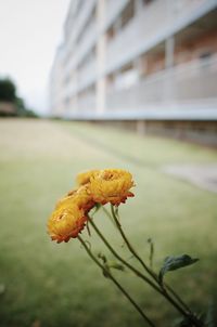 Close-up of flower against blurred background