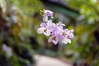 Close-up of pink flowers on branch