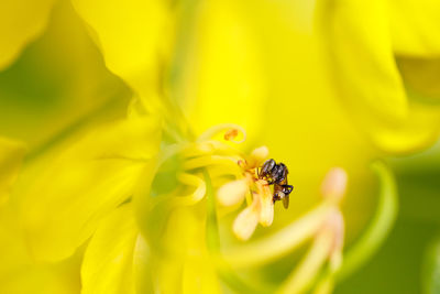 Close-up of insect on yellow flower