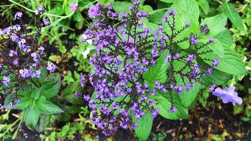 Close-up of purple flowers