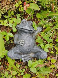 High angle view of lizard on plants