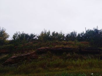 Scenic view of trees on field against clear sky