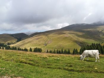 Horses in a field