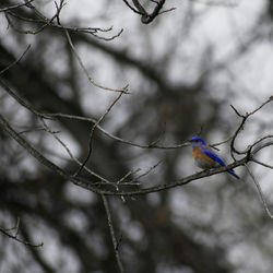 Close-up of bird perching on branch