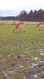 Horses grazing on landscape against sky