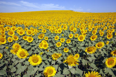 Scenic view of sunflower field against sky