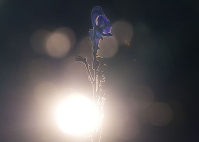 Close-up of purple flowering plant