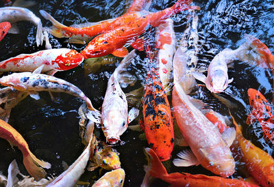 Close-up of fish in water