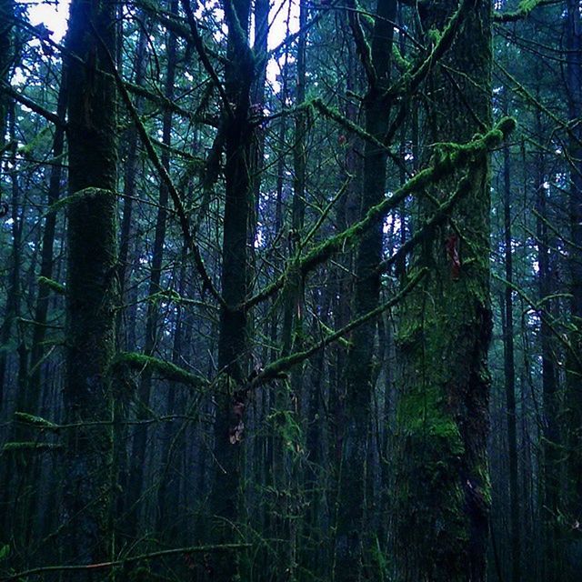 tree, forest, growth, tree trunk, branch, tranquility, green color, nature, woodland, beauty in nature, low angle view, tranquil scene, day, outdoors, lush foliage, scenics, non-urban scene, no people, plant, green