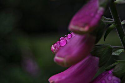 Close-up of wet purple flower blooming outdoors