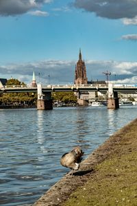 Bird on the riverside frankfurt