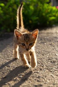 Portrait of kitten walking on footpath 