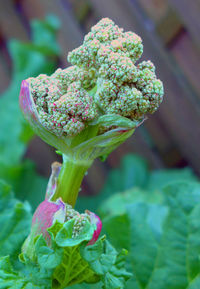 Close-up of purple flowers