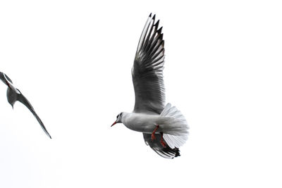 Low angle view of seagulls flying against clear sky