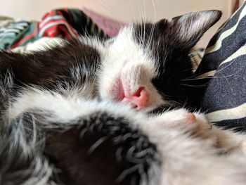 Close-up of cat sleeping